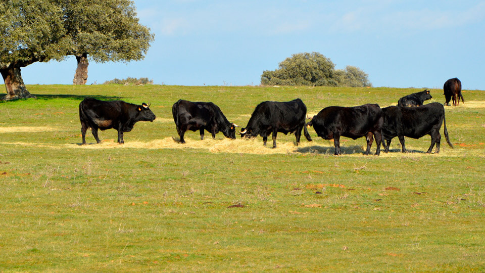 Day trip to a bull farm