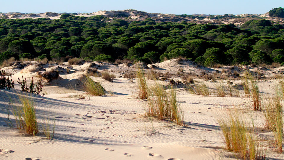 Doñana National Park, UNESCO Natural site Doñana National Park, UNESCO Natural site
